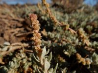 Atriplex glauca ssp ifniensis 1, Saxifraga-Ed Stikvoort